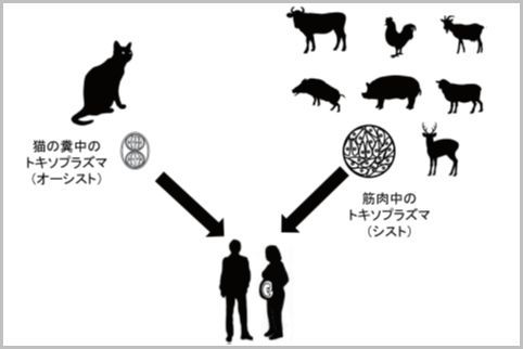 鹿肉に潜む危険のある寄生虫がトキソプラズマ