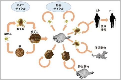 マダニ感染症のウイルス感染地域は拡大している