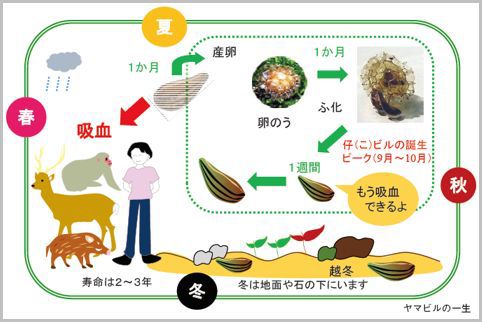 ヤマビルは背に３本の黒い筋が縦に走って見える