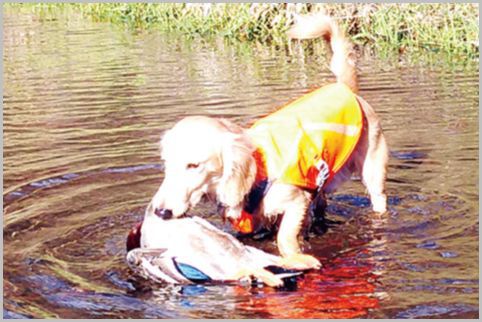 ミニチュアダックスはれっきとした猟犬がルーツ